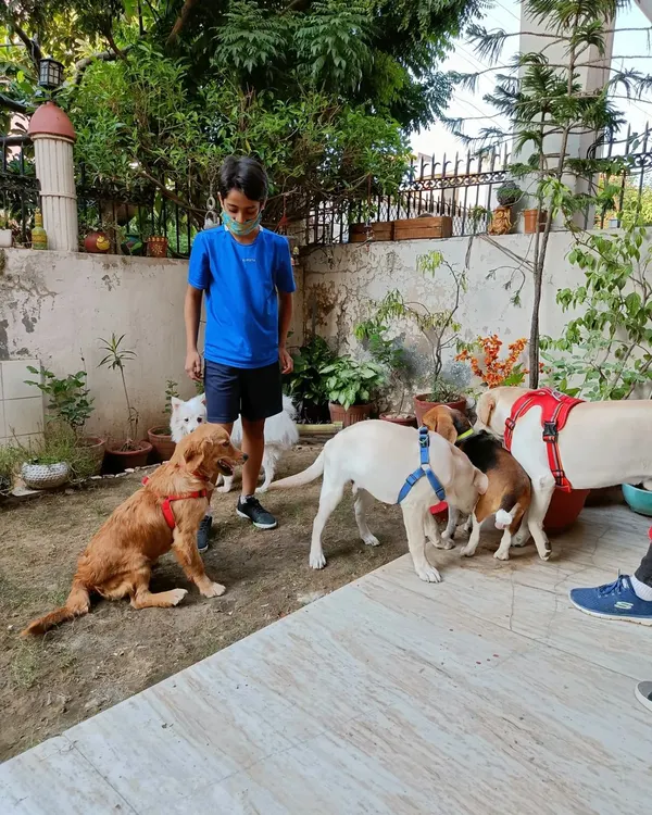 Pablo's birthday party was a huge hit. Here you can see all his furry friends gathering around, excited to celebrate with him. It’s a great opportunity for dogs to socialize in a supervised and festive setting.