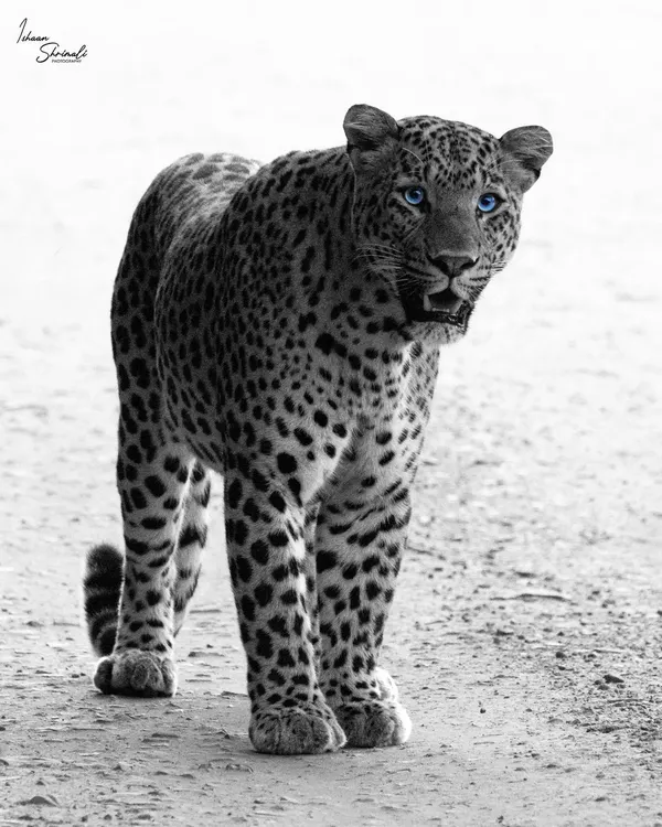 This is Simba, a leopard from Jhalana Leopard Reserve in India. We raced across the park to find him, and just as our jeep stalled, he emerged from the bush and walked right towards us. His striking blue eyes are real, and this encounter remains one of my absolute favorites.