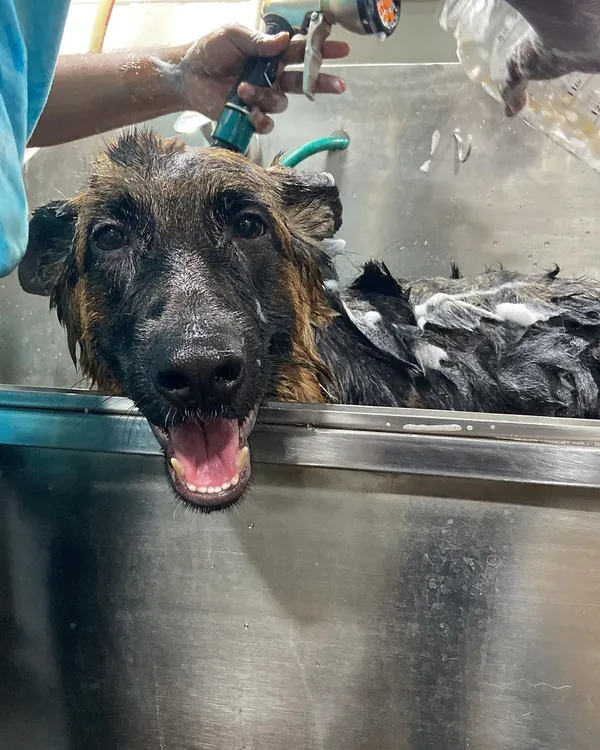 Bath time for the lovely Ziva. We use lukewarm water and quality anti-tick pet shampoo to ensure a deep clean that's also gentle on the skin. Look at that happy face.