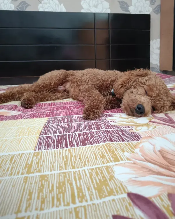 Pogo the Toy Poodle taking a well-deserved nap on the bed. Every dog deserves a soft, warm place to sleep.