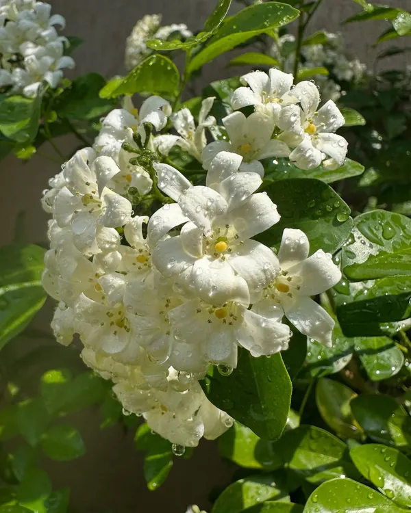 A close-up of the beautiful Madukamini flower, also known as Jasmine. To care for this fragrant plant, I recommend placing it in a sunny spot and watering regularly, but be careful not to let it get waterlogged.