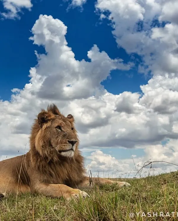 The Lion King, resting majestically on a grassy knoll against a dramatic sky full of clouds. This wide-angle shot captures the grandeur of the lion and his kingdom in the Masai Mara.
