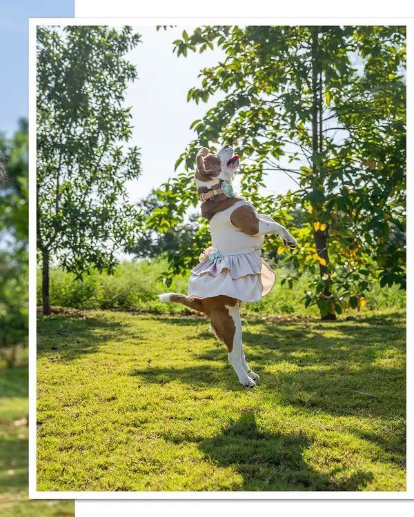 A beagle in a dress strikes a graceful ballerina-like pose mid-jump in a sunlit park. This shot shows that even the most energetic dogs can create beautiful, artistic photos.