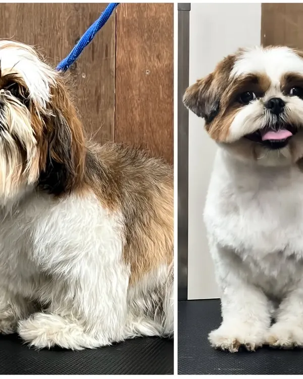 A classic before-and-after that shows the power of a professional groom. This Shih Tzu went from having an overgrown, messy coat to a clean, stylish, and comfortable look.