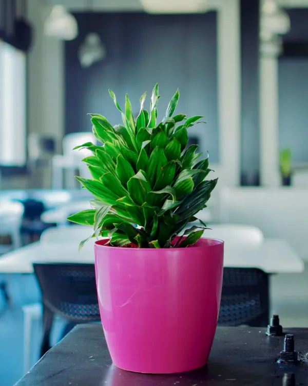A vibrant pink pot provides a fun and energetic pop of color in this office cafeteria. I use colorful planters like this to inject personality into a space and complement a company's branding or interior design scheme.