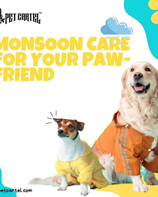 The monsoon season requires extra care for our pets. This guide offers practical advice to keep your paw-friend safe and comfortable during the rains.