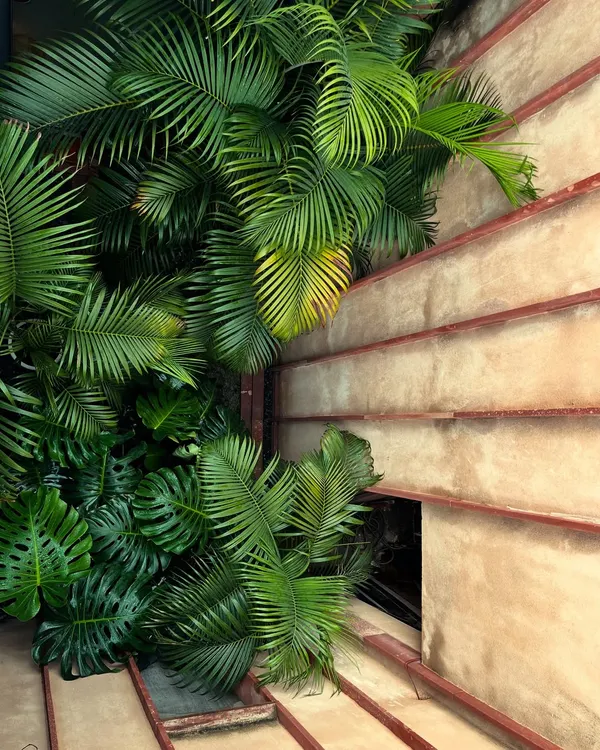 This lush green corner is the heart of our studio. The dense foliage climbing the walls creates a tropical feel, bringing the vibrancy of the outdoors right into our workspace and reminding us of the power of integrating nature into architecture.