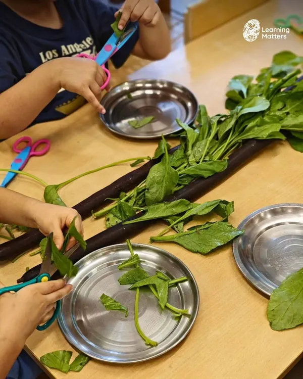 Using child-safe scissors to snip spinach leaves is a practical life activity that builds serious skills. This simple, focused task strengthens hand muscles, refines hand-eye coordination, and fosters a sense of independence and concentration.