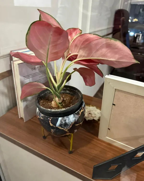 A touch of color can elevate an executive desk. This Pink Aglaonema, housed in a stylish modern pot, adds a sophisticated and personal element to a leadership cabin.
