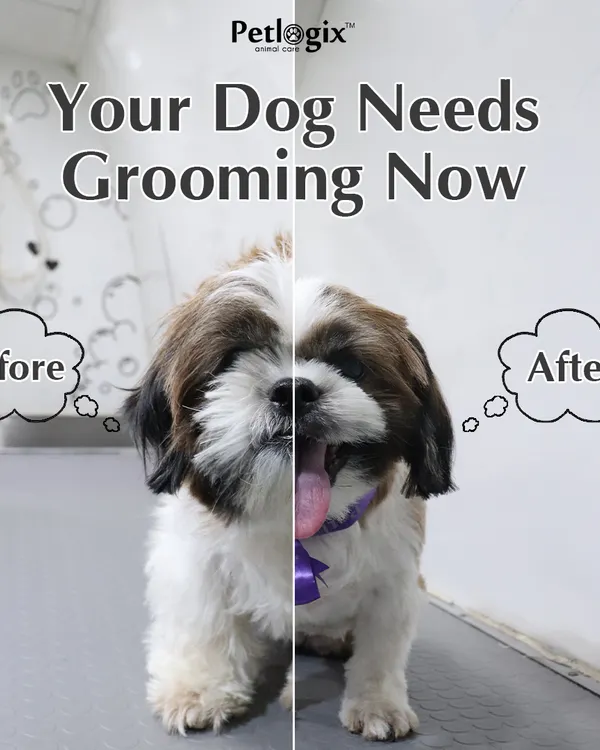 A split view showing the immediate impact of our grooming. We take your pet from shaggy to chic, revealing a happy and healthy friend beneath the overgrown fur.
