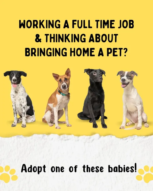 Thinking about bringing a pet home but work a full-time job? We often recommend adopting an older pup, as they are calmer and more independent than very young puppies, making the transition easier for everyone.