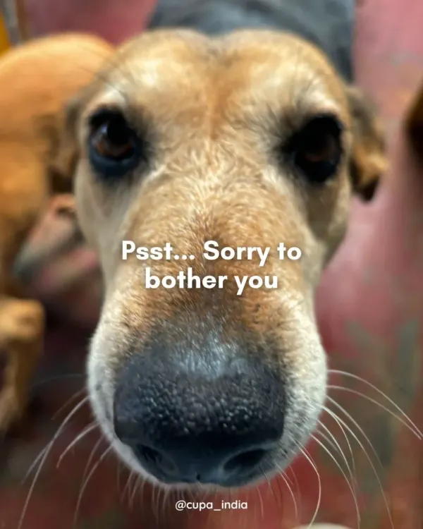 "Psst... Sorry to bother you." This is Lakhan, a gentle senior citizen at our Geriatric Centre. He's a good boy who just wants some nice pets and a sponsor to support his retirement.
