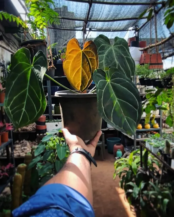 We love watching our plants at different times of the day. This Anthurium catching the light in our nursery is a perfect example of the simple joys they bring.