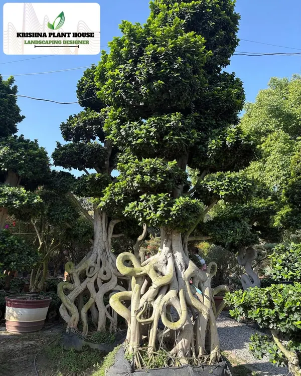 This is a magnificent Ficus bonsai with intricate, snake-like aerial roots. It's a living sculpture, perfect as a centerpiece for a large garden, hotel lobby, or corporate entrance.