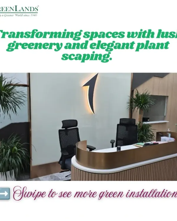 I believe a welcoming reception area sets the tone for the entire workspace. Here, I used elegant Dracaena plants to frame the reception desk of an international bank, creating a sophisticated and professional first impression.