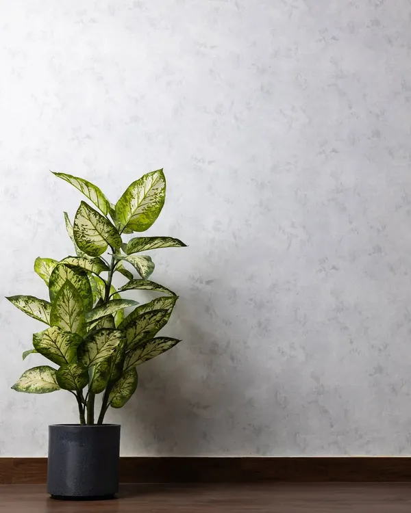 A minimal shot of a dieffenbachia plant against our textured grey wall, demonstrating a simple yet elegant backdrop option available in the studio.