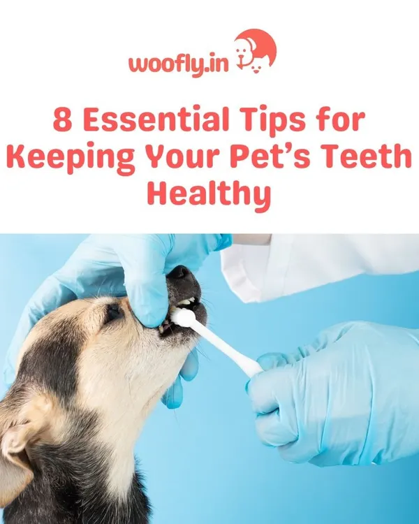 Keeping your pet's teeth healthy is one of the most important things you can do for them. I offer at-home dental check-ups and cleanings to prevent future problems and keep their smile bright.