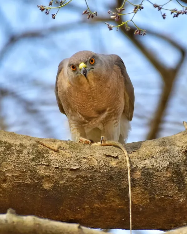 A Shikra with its kill, a garden lizard. This raptor is a common but fierce hunter, and this image captures the raw reality of the food chain with an intense, direct stare.