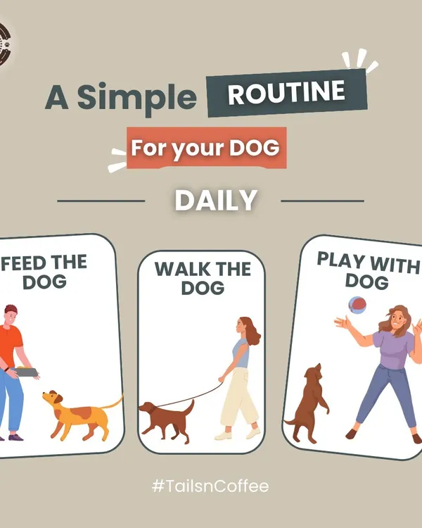 A simple daily routine is key to a happy dog. This graphic outlines the three essentials: feeding them nutritious meals, taking them for regular walks, and spending quality time playing with them.
