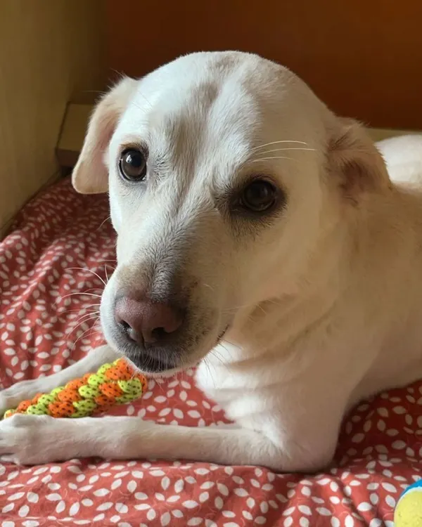 This is 5-year-old Thunder, an Indie dog we're working with on his reactivity to strangers. It's never too late to help a dog feel more comfortable and secure in the world.