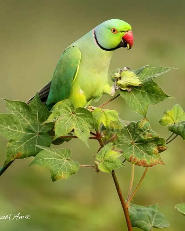 The Rose-ringed Parakeet is a bird many of us grew up with. Its vibrant green and cheerful chatter are a common sight and sound, a beautiful reminder of the wildlife that shares our spaces.