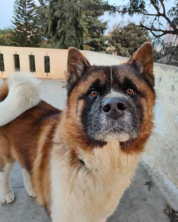 The magnificent Mr. Wolf. We are honored to be a trusted, safe space for guests like him who need their own boundaries and a quiet environment.