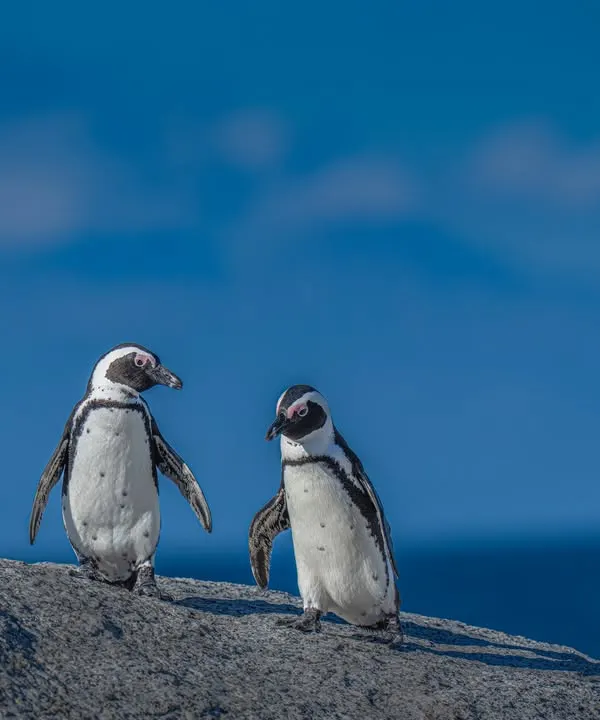 Capturing an out-of-the-box subject always brings joy. I flew to Cape Town to photograph these adorable African penguins. My 400mm lens gave me a beautifully blurred background, isolating the subjects perfectly against the blue ocean.