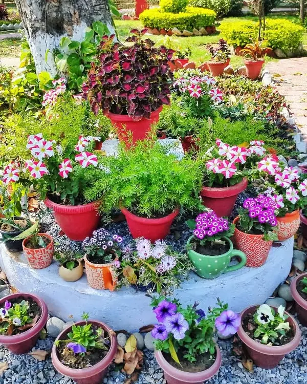 This is a perfect example of how I use container gardening to create a beautiful focal point. By arranging various potted flowers with different colors and heights, I can turn any corner into a small floral paradise.