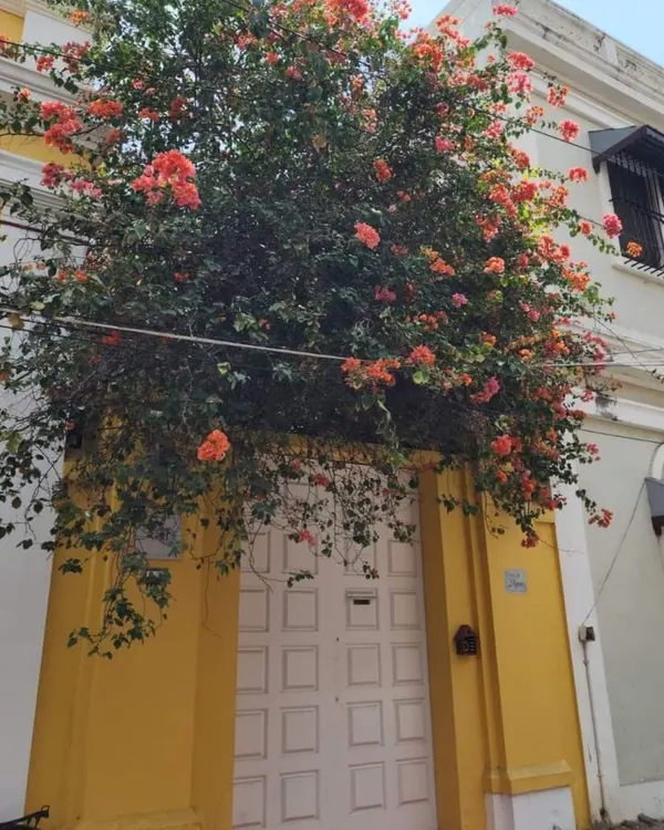 The charming yellow walls and bougainvillea-laden doorways of Pondicherry's French Quarter. Every street is a picture-perfect postcard.