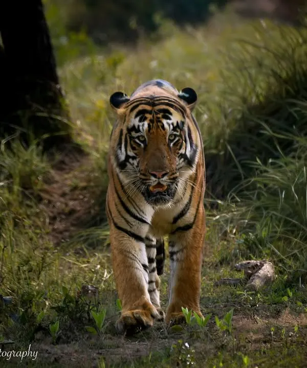 This is the moment I live for. The forest is quiet, and then, a tiger emerges, walking with a presence that fills the air. Capturing this direct gaze is about patience and a silent conversation, a connection I feel with these magnificent Panthera tigris.