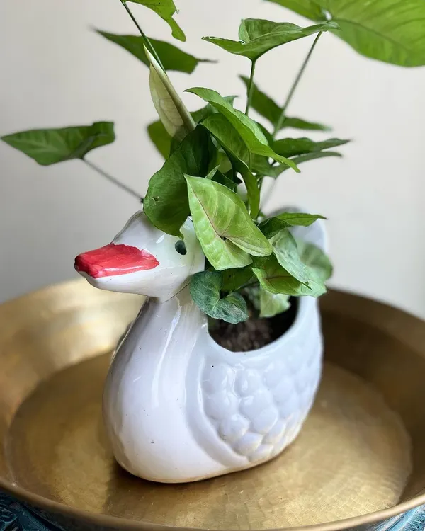 A plant is only as good as its pot. This quirky swan-shaped ceramic planter adds a playful and unique touch to a simple Syngonium plant.