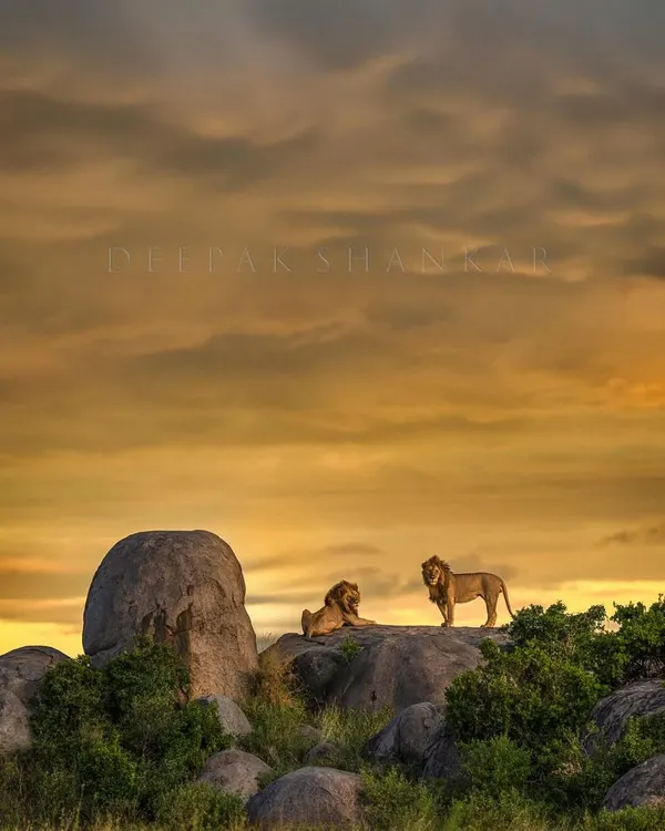 This is the moment I live for. After hours of waiting in the Serengeti, the sun dipped low and painted the sky in gold, silhouetting these two kings against the horizon. It’s a real-life Lion King scene, a reminder of the raw majesty that exists in the wild. This print brings that epic, golden-hour magic straight to your wall.
