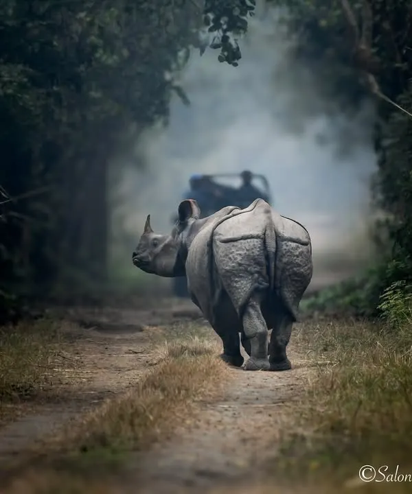 A Greater One-horned Rhino walking down a misty forest path in Dudhwa National Park. The safari jeep in the distance provides a sense of scale, showing just how massive and impressive these animals are.
