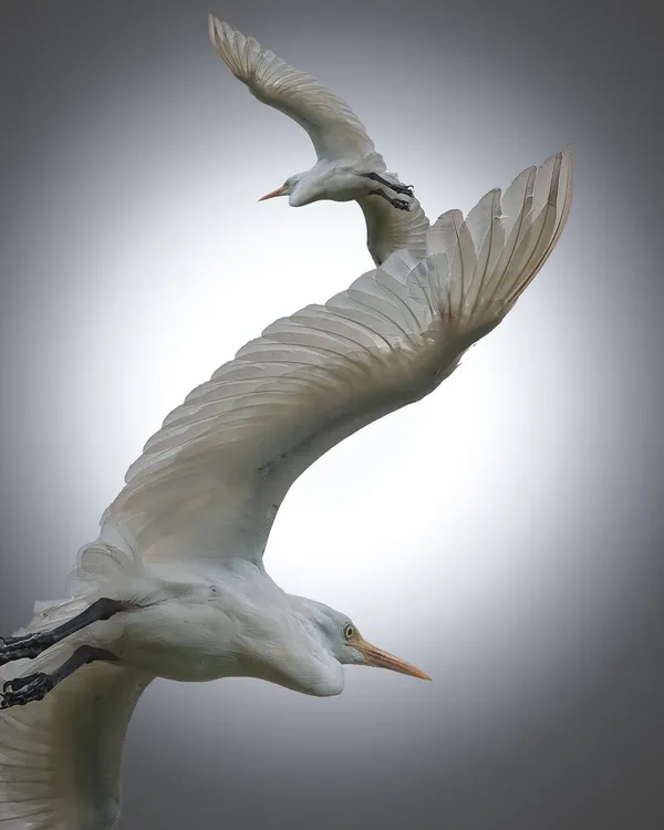 By using a high-key effect, these two egrets are transformed from birds into a piece of flowing sculpture. This technique isolates the form and movement of the subjects.