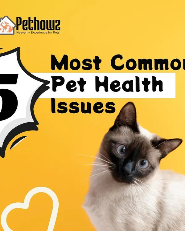 Proactive care is key to a long, healthy life for your pet. This guide covers the five most common health issues we see, giving you the knowledge to spot early signs and take preventive measures.
