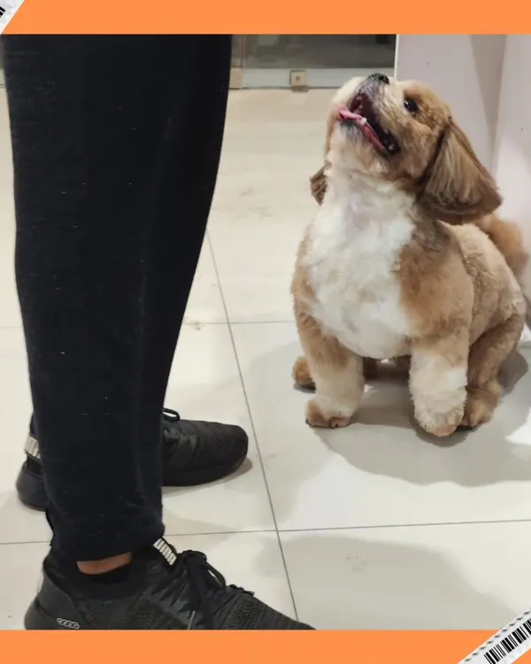 That look of pure adoration. This freshly groomed furball is looking up at his owner, happy and ready for some praise.