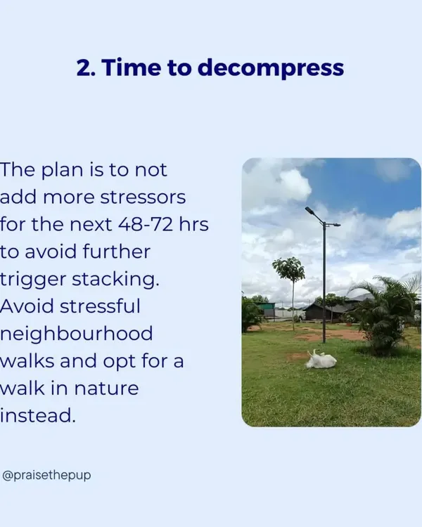 After a stressful event, the best thing we can do is avoid adding more stressors. I opt for quiet decompression walks in nature instead of busy neighborhood streets to help the dog's nervous system recover.