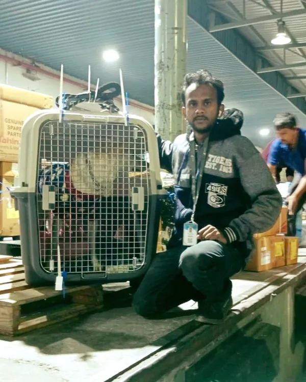 One of our dedicated team members at the cargo terminal, ensuring a pet's crate is secure and ready for loading. We oversee the process until your pet is safely on board.