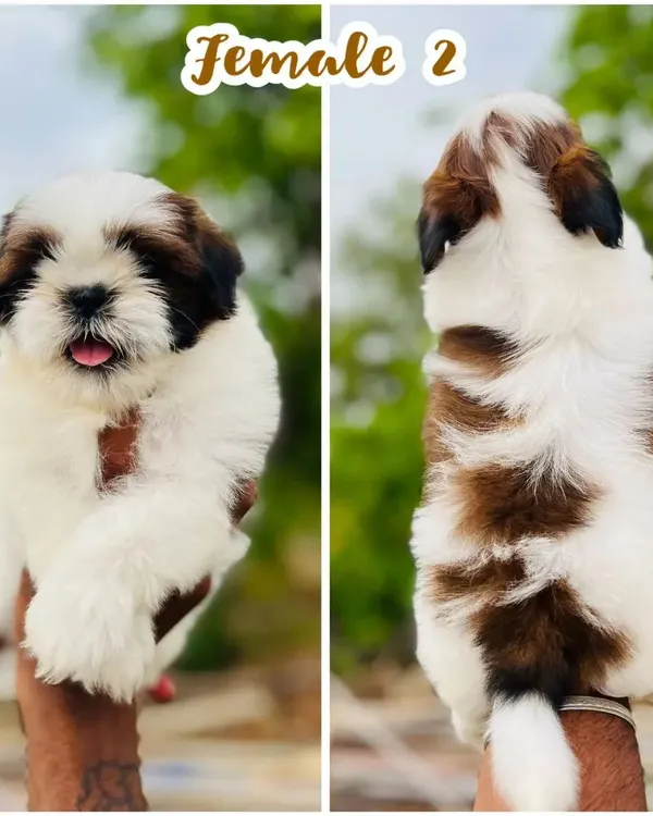 This female Shih Tzu puppy shows off her beautiful brown and white patched coat and sweet expression. She is a perfect example of the healthy, purebred companion dogs we raise.