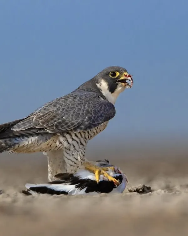 The Peregrine Falcon, the fastest animal on the planet, with its kill. Capturing this raw moment of predation is a testament to being in the right place at the right time.