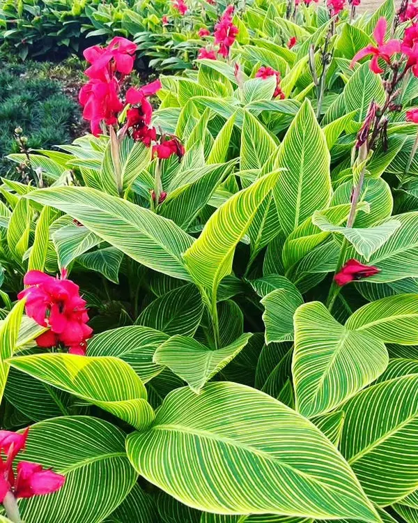A dense planting of variegated Canna lilies with bright red flowers. My maintenance ensures these plants get enough nutrients to produce such vibrant foliage and abundant blooms.