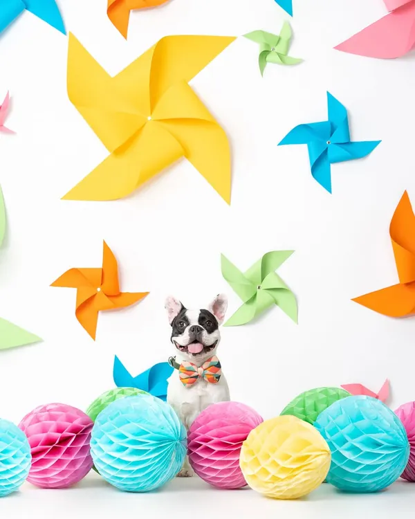 This happy French Bulldog is perfectly framed by a colorful explosion of pinwheels and paper honeycombs. This was one of my favorite studio setups.
