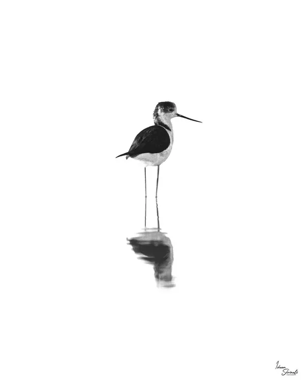 A Black-Winged Stilt in the Chandu Wetlands, India. The bright, reflective water allowed me to overexpose the background, creating a clean, minimalist high-key image that emphasizes the bird's impossibly long legs and its reflection.