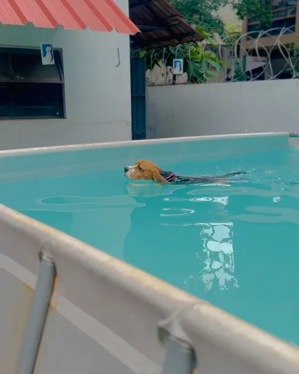 This Beagle is enjoying a confident swim in our clean and well-maintained pool. Swimming is a great low-impact exercise for dogs of all ages.