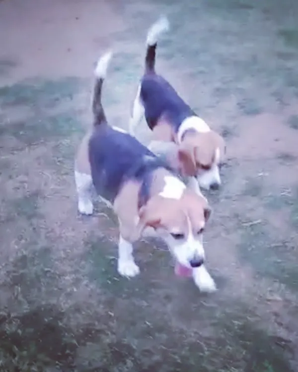 When you find your soulmate at doggy daycare! These two Beagles are the perfect picture of puppy love.