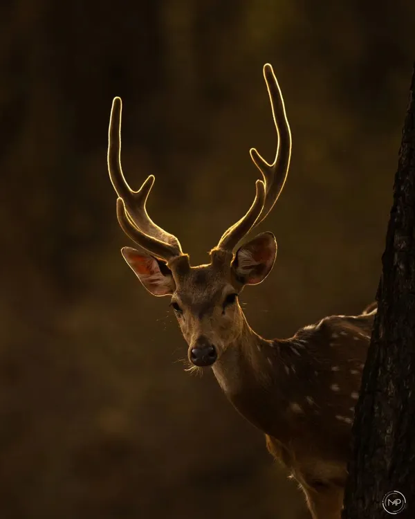 A spotted deer stag with antlers in velvet, beautifully rim-lit by the morning sun. This image, taken on New Year's Day, feels full of hope and new beginnings.