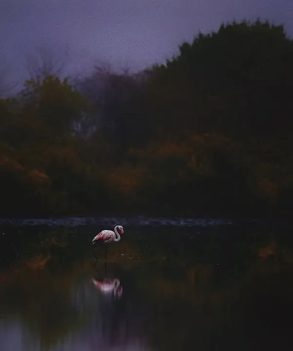 I call this "The Phoenix of the Lake." To capture this, I arrived at the T.S. Chanakya lake in the pre-dawn darkness, waiting for the first light and the first flamingo. This single Greater Flamingo landing silently on the water felt like a sacred moment, a celestial being descending as the day was born.