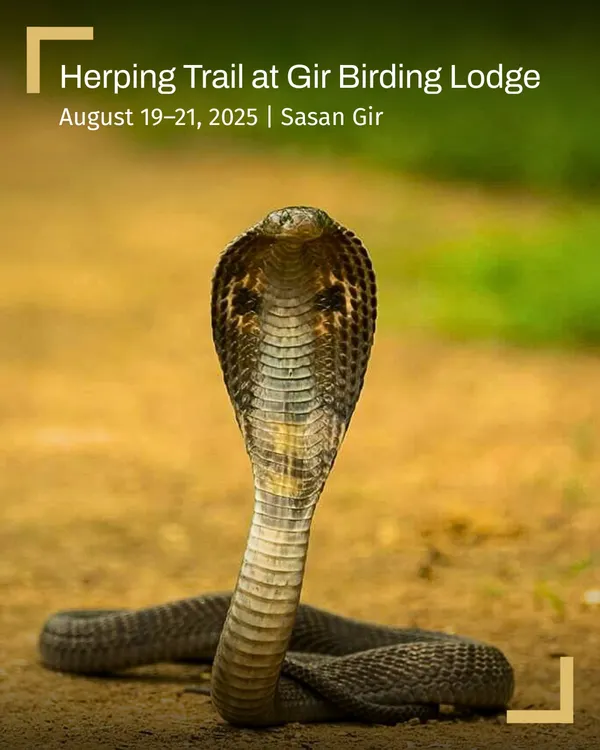A Spectacled Cobra raises its hood in a defensive posture, a truly awe-inspiring sight. Our herping trails are led by experts who ensure these encounters are safe, educational, and respectful to the wildlife.