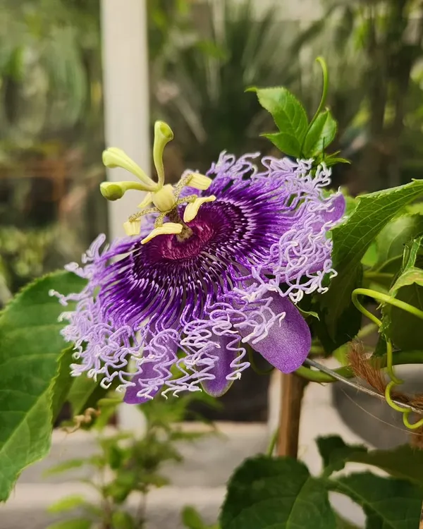 This is the stunning Krushnakamal flower, also known as the Passion Flower. Its structure is incredibly complex and beautiful, making it a very special plant to grow.