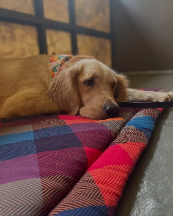 This is Simba, resting calmly on his place cot. When he arrived, he had a bite history, but through our behavior modification program, we taught him how to find a healthier, calmer mindset.